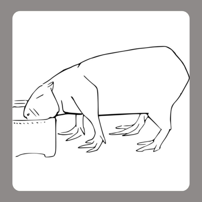 tô màu capybara (19)