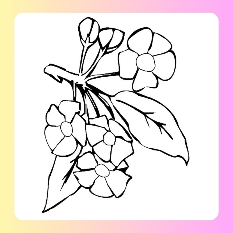 tranh tô màu bông hoa 5 cánh (22)