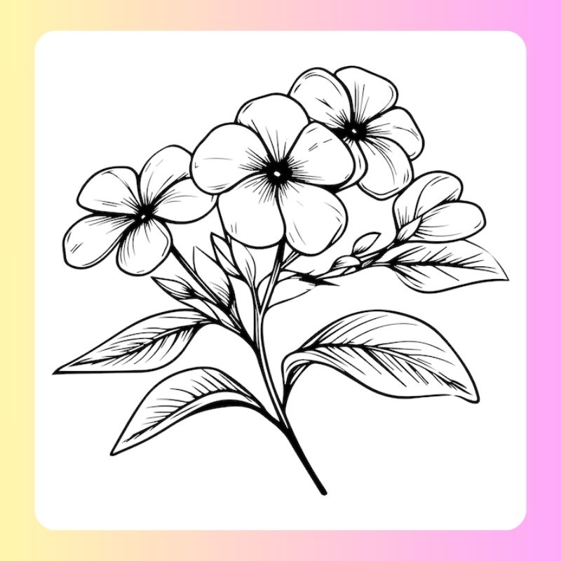 tranh tô màu bông hoa 5 cánh (25)