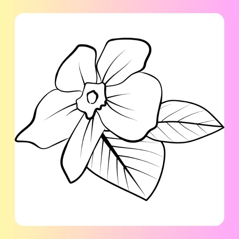 tranh tô màu bông hoa 5 cánh (29)