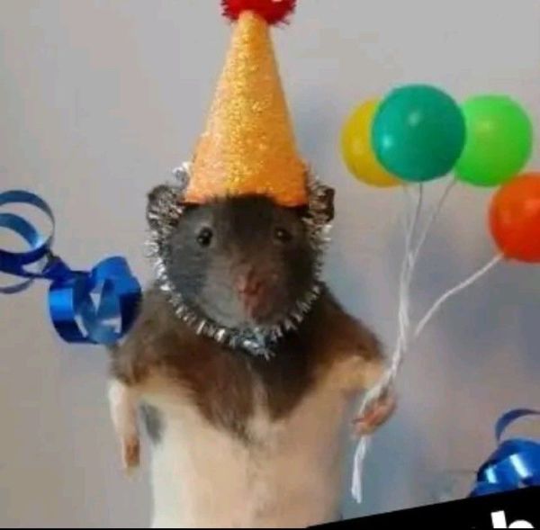 happy birthday meme (11)