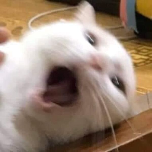 meme bất ngờ (25)