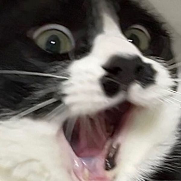 meme bất ngờ (9)