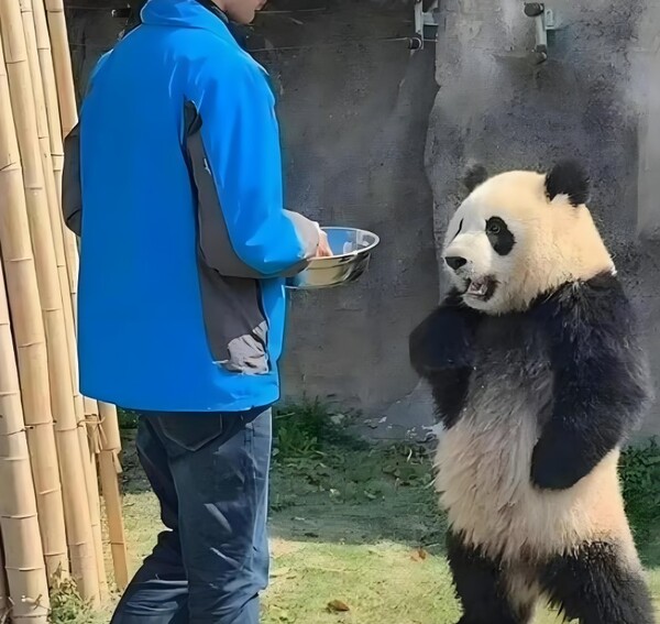 meme chống nạnh (21)
