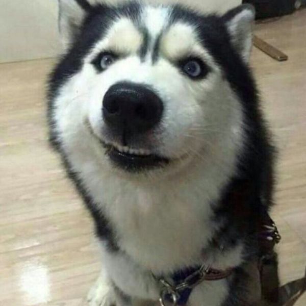 meme khinh bỉ (14)