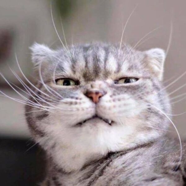 meme khinh bỉ (17)