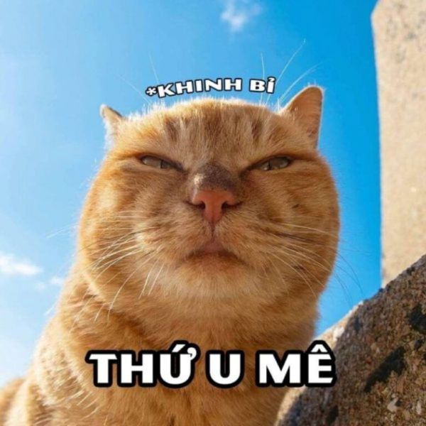 meme khinh bỉ (18)