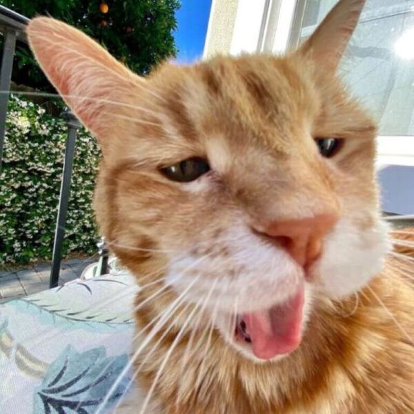 meme khinh bỉ (23)