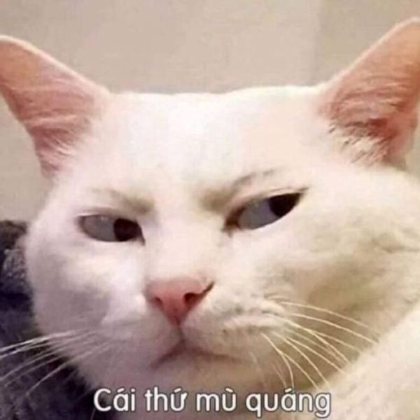 meme khinh bỉ (24)