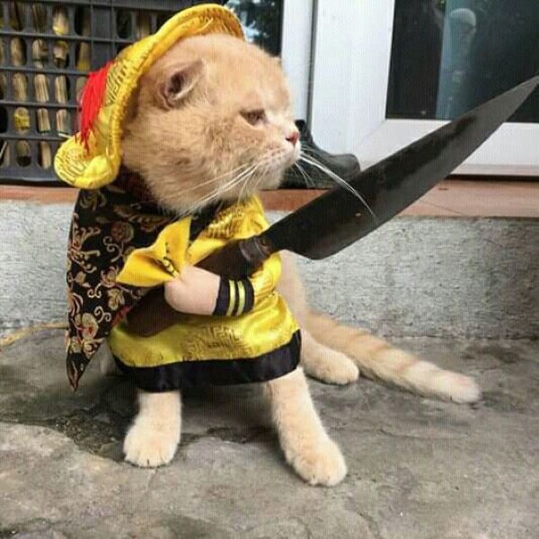 meme mèo cầm dao (11)