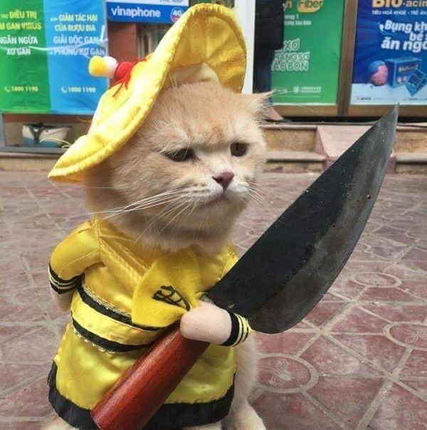 meme mèo cầm dao (14)