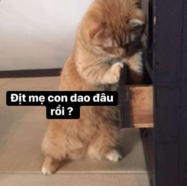 meme mèo cầm dao (16)