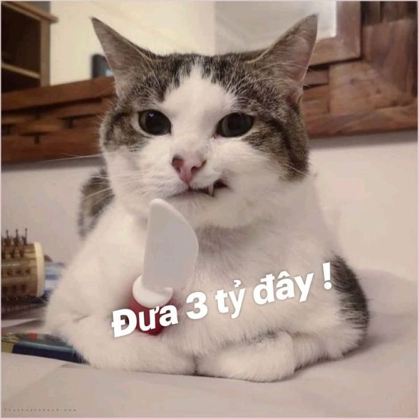 meme mèo cầm dao (17)