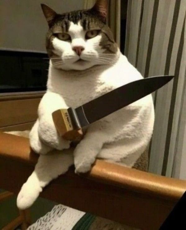 meme mèo cầm dao (18)