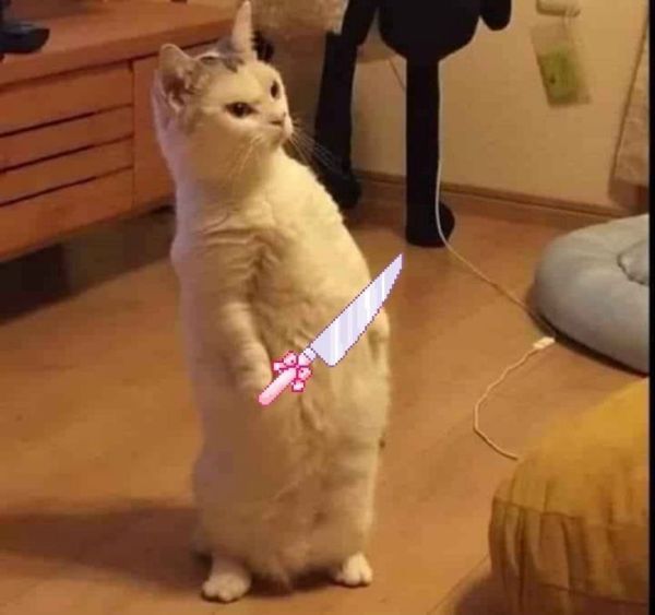 meme mèo cầm dao (20)