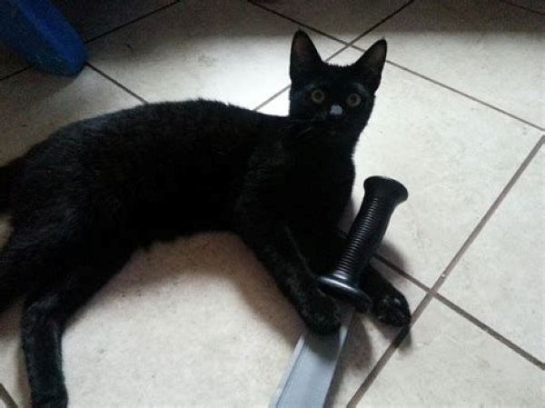 meme mèo cầm dao (29)