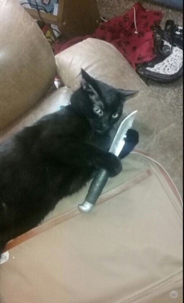 meme mèo cầm dao (3)