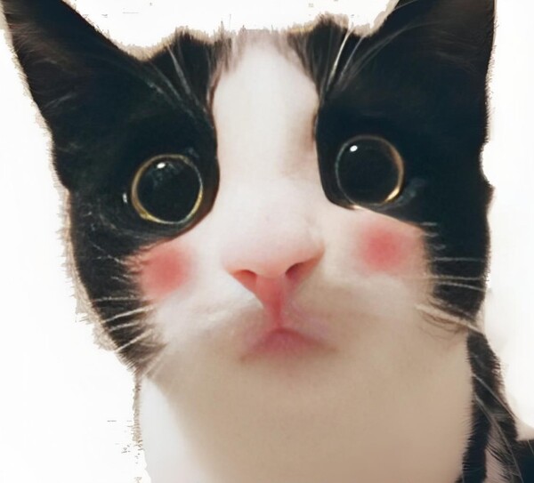 meme ngại (3)