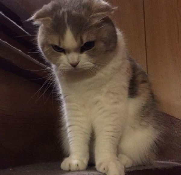 meme tức giận (13)