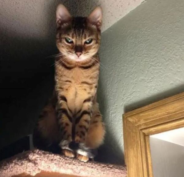 meme tức giận (15)