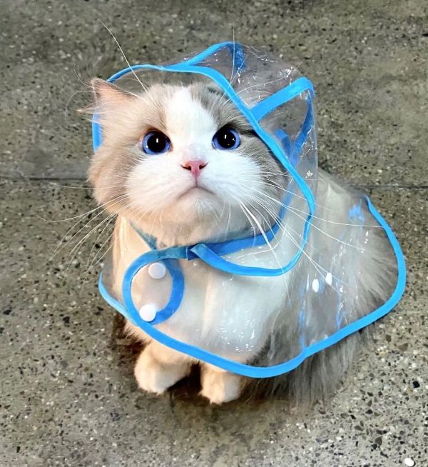 meme tức giận (2)