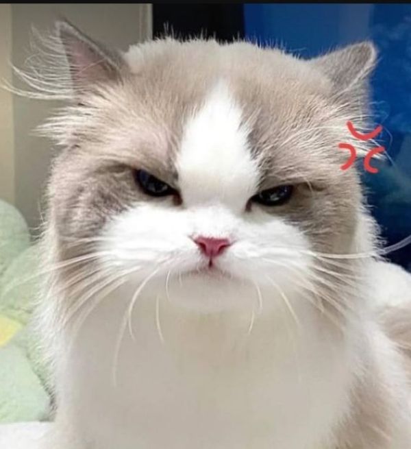 meme tức giận (5)