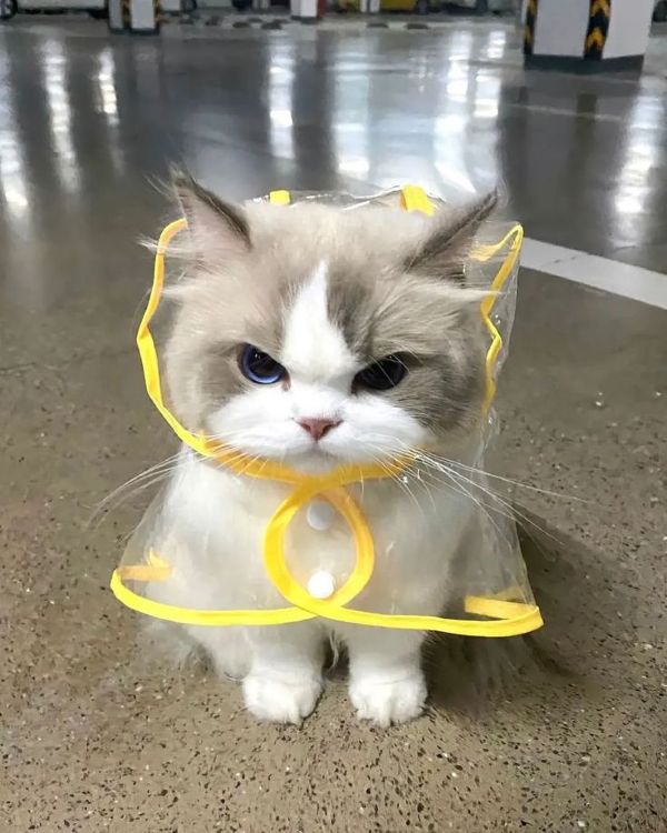 meme tức giận (6)