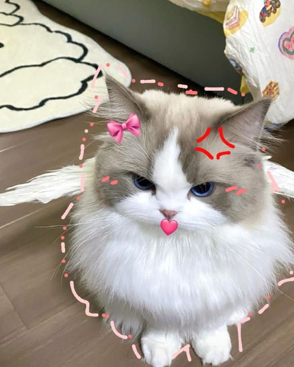 meme tức giận (7)