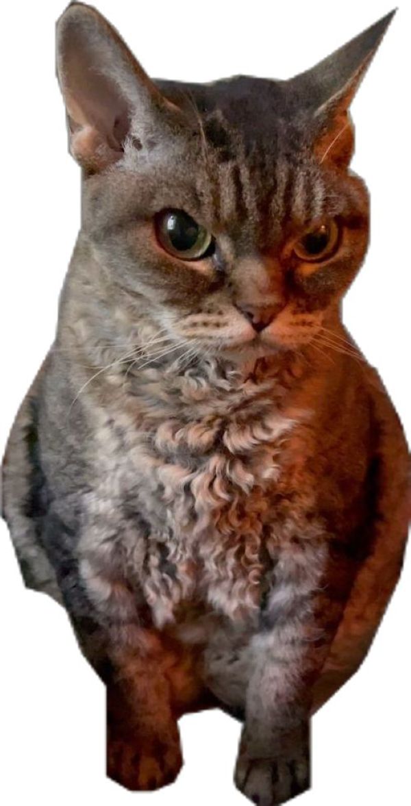 meme tức giận (9)