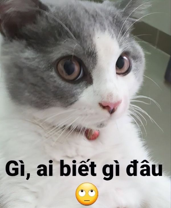 ai biết gì đâu meme (1)