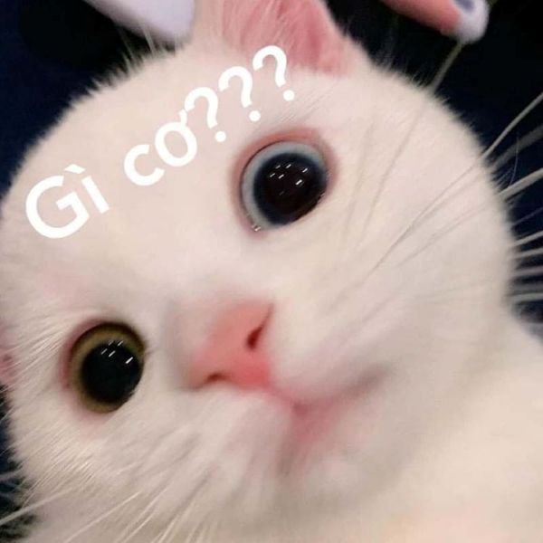 ai biết gì đâu meme (11)