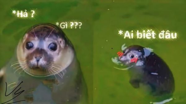 ai biết gì đâu meme (13)