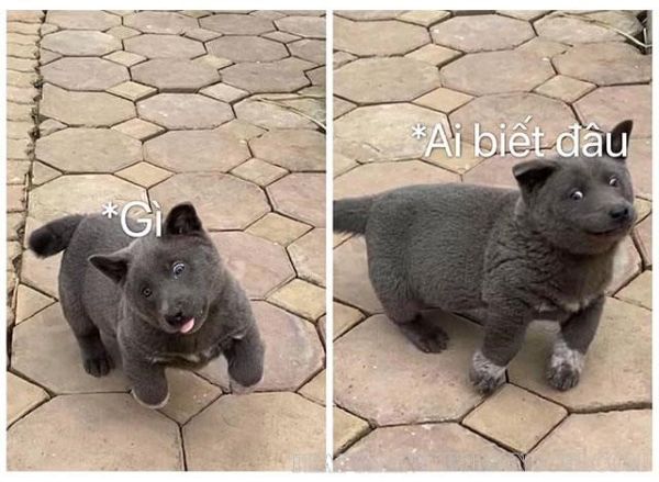 ai biết gì đâu meme (14)