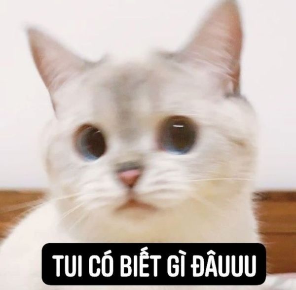 ai biết gì đâu meme (19)