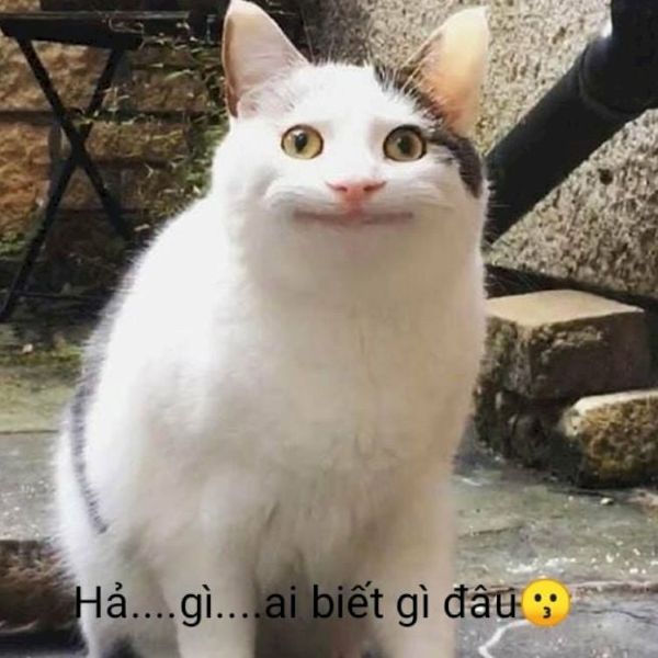 ai biết gì đâu meme (9)