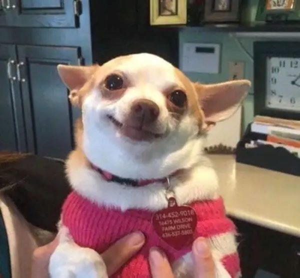 chihuahua meme (1)