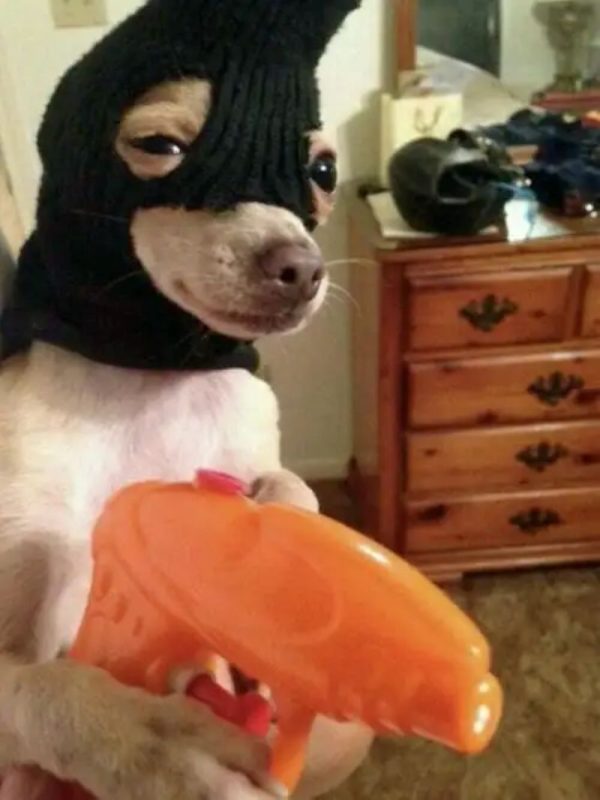 chihuahua meme (11)