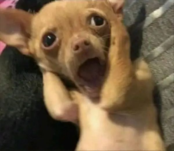 chihuahua meme (13)