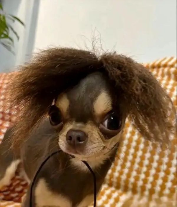 chihuahua meme (15)