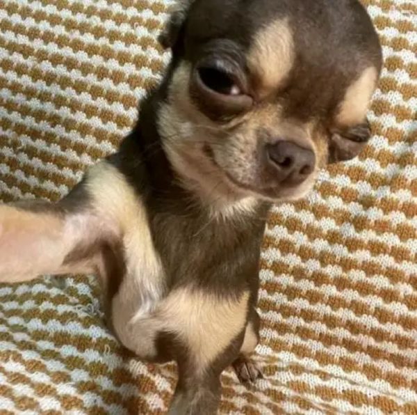 chihuahua meme (16)