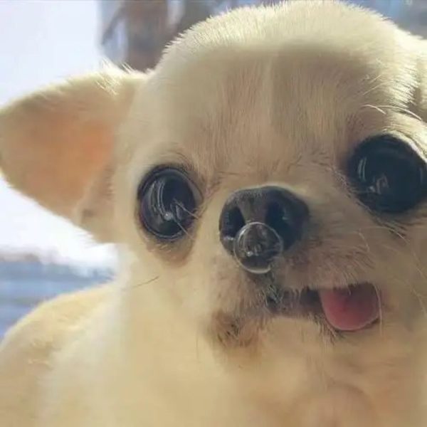 chihuahua meme (18)