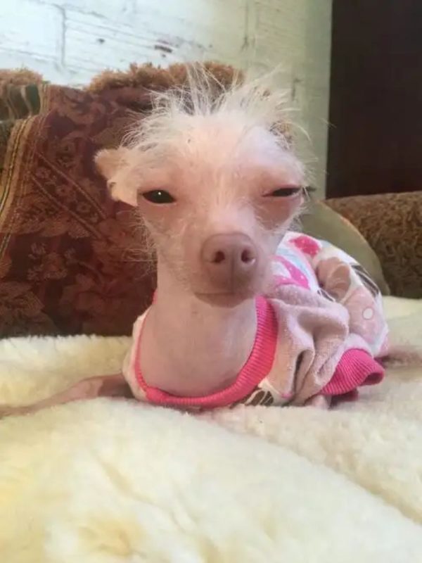 chihuahua meme (19)