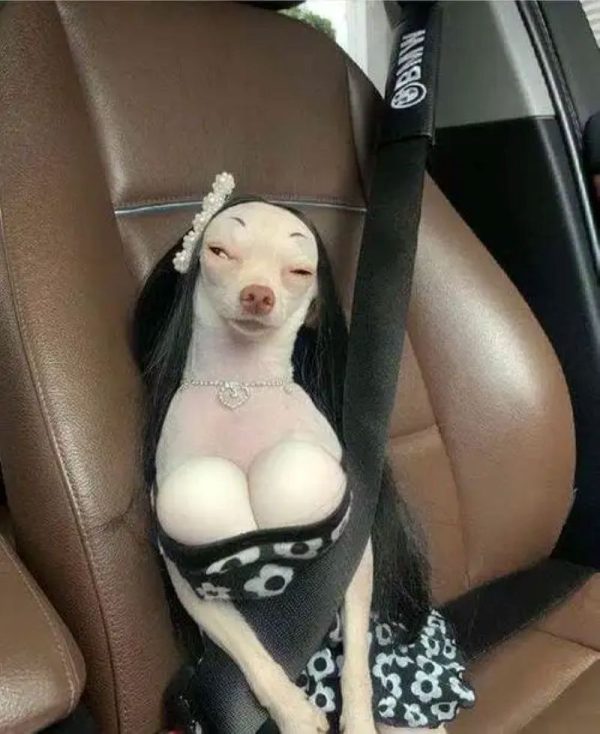 chihuahua meme (2)
