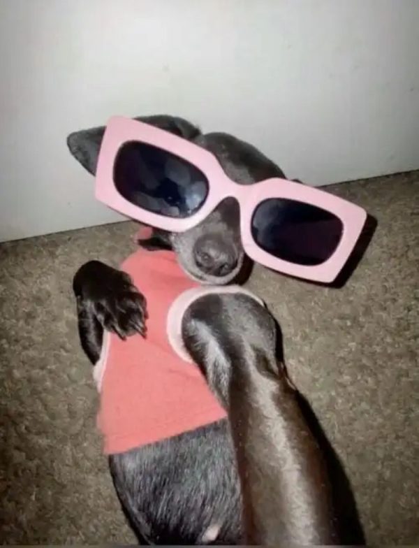 chihuahua meme (20)