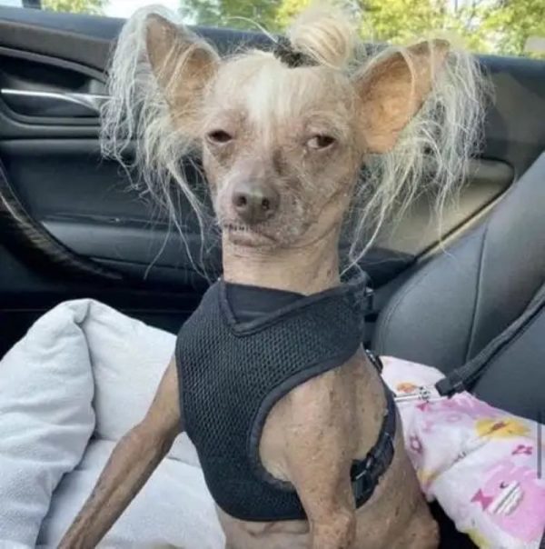 chihuahua meme (22)