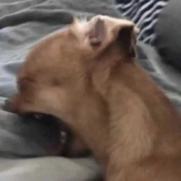 chihuahua meme (24)