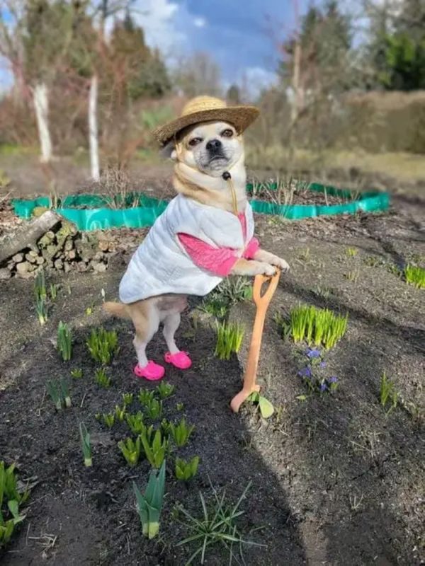 chihuahua meme (26)