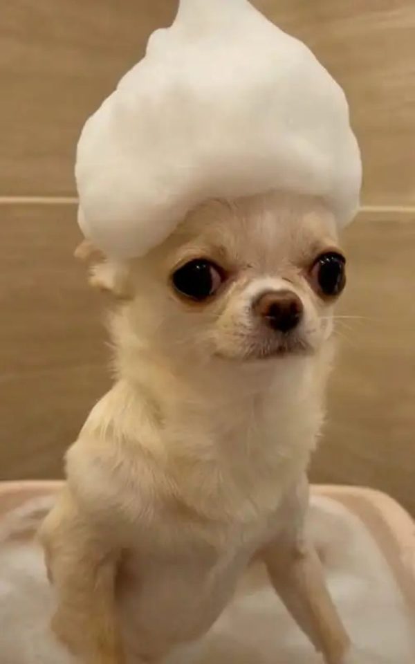 chihuahua meme (27)