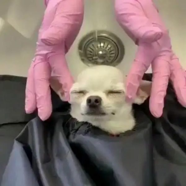 chihuahua meme (28)