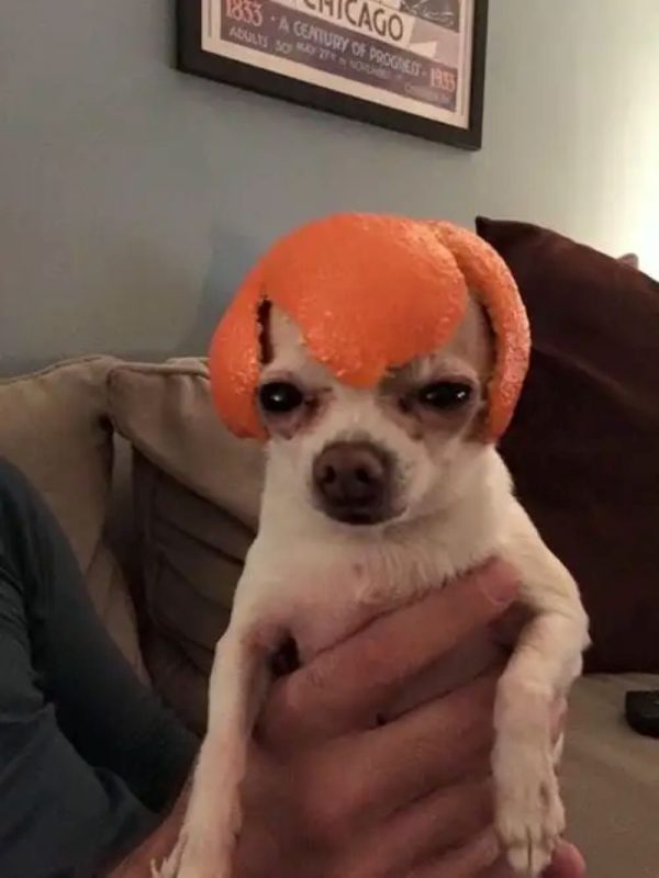 chihuahua meme (29)
